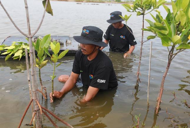 BRI Pertegas Komitmen dalam Menjaga Ekosistem Lingkungan melalui BRI Menanam &ndash; Grow & Green