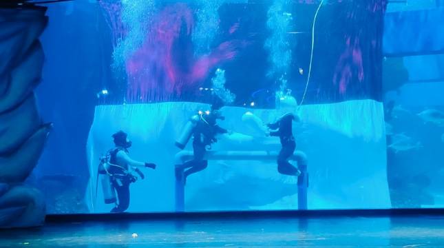 Rayakan HUT RI ke-80, Jakarta Aquarium Safari Helat Pengibaran Bendera di Dalam Air