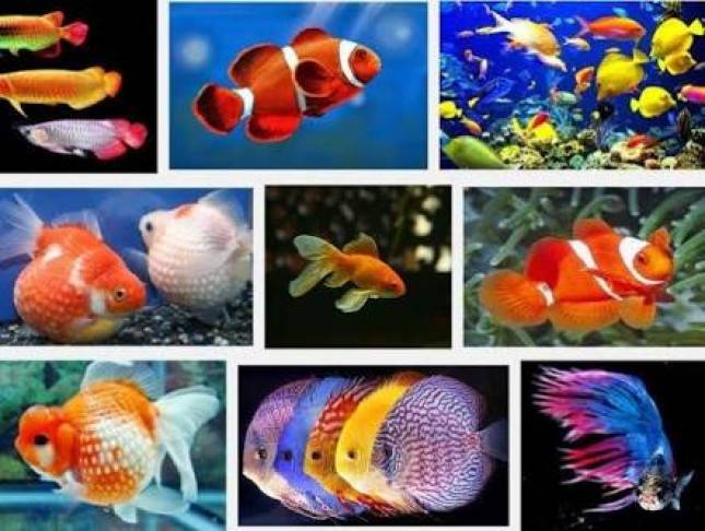 Luar Biasa Dahsyat! Ikan Hias Bandung Tembus 33 Negara