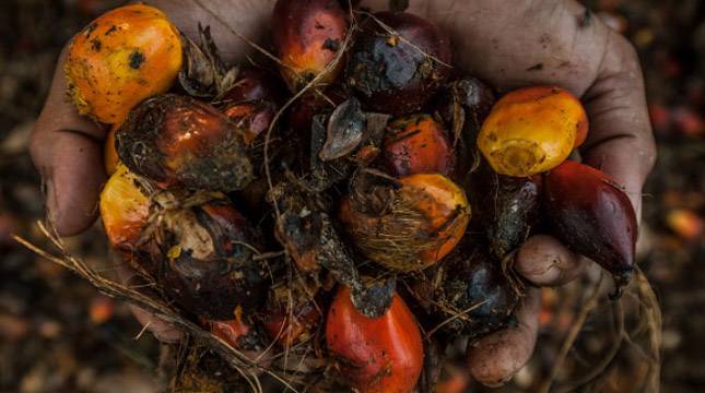 Inilah Perubahan Penerapan Skema Subsidi Biodiesel Oleh BPDP