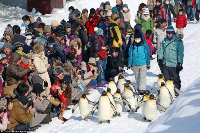 Liburan Musim Dingin di Jepang, Jangan Lewatkan Menonton Penguin Berjalan