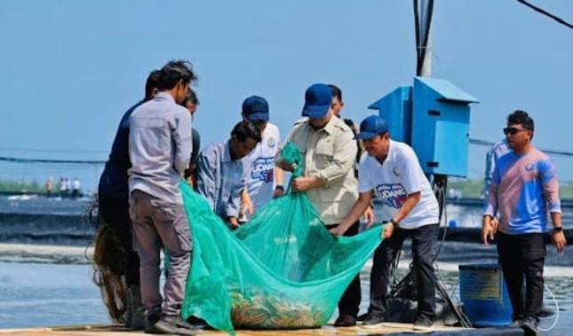 Panen Raya ke-8 di Kebumen, Prabowo Subianto Dorong Udang Jadi Andalan Ekspor