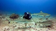 Daloha Beach & Dive Resort Morotai Sajikan Sinema Alam dari Fajar hingga Senja