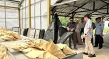 Fasilitas pengembangan drilling starch berbasis sagu milik Pusat Riset Teknologi Proses (PRTP) BRIN di Anak Tuha, Lampung Tengah. (Dok BRIN)