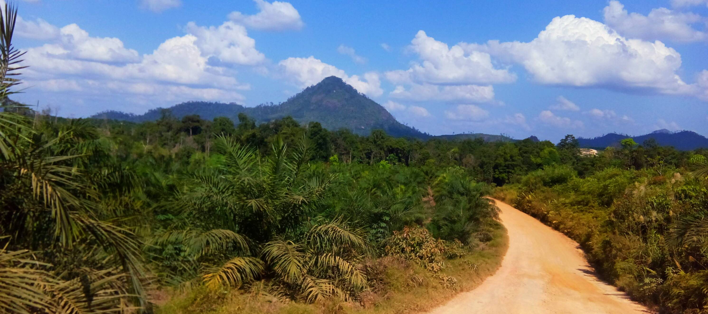 Perkebunan Kelapa Sawit Indonesia - Bahan Baku Biodiesel B50