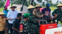 Stok Beras Aman, Gubernur Maluku Utara Ikut Panen Padi di Halmahera Utara