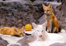 Bikin Gemas! Jakarta Aquarium & Safari Datangkan Red Fox dan Arctic Fox