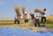 Panen Padi Temanggung Tembus 10,2 Ton/Ha, Komisi IV DPR dorong Pemupukan Berimbang