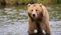 Brown bear in river - Super Bear Adventure token farming guide