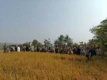 Panen PM-AAS di Kabupaten Sukabumi, Produktivitas Padi Tembus 11,2 Ton per Hektare