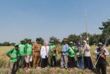Penggunaan Extragen dan Pupuk Berimbang Dongkrak Hasil Panen Raya Indramayu hingga 13,1 ton/Ha