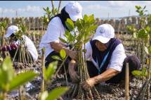 Program Tanggung Jawab Sosial dan Lingkungan (TJSL) BRI Peduli menyediakan dan menanam 30 ribu bibit mangrove melalui program BRI Menanam &ndash; Grow & Green 