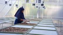 Petani muda modern