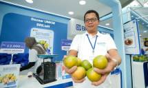 Usaha Jeruk Semboro Antoni dari Jember, Jawa Timur.