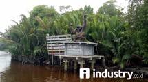 Taman Nasional Tanjung Puting, Kotawaringin Barat, Kalimantan Tengah (Foto: Chodijah Febriyani/Industry.co.id)