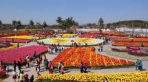 Selain di Belanda, Kamu Dapat Menikmati Keindahan Bunga Tulip di Festival Ini