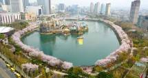 Tiga Destinasi Wisata di Seoul Untuk Menikmati Keindahan Bunga Sakura