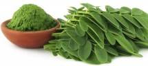 Daun kelor (Foto Dok Industry.co.id)