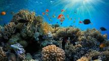 Terumbu Karang di Hawaii (Foto: marirelax.blogspot.co.id)