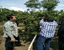 Dirjen Hortikultura Suwandi memantau panen jeruk