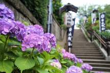 Tak Hanya Bunga Sakura, Pesona Bunga Hydrangea Pikat Wisatawan Liburan ke Jepang