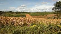 Petani Menilai Bibit Jagung Pemerintah Tingkatkan Produksi