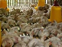 Foto Ilustrasi flu burung H9N2 