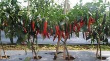 Kementan Lepas Varietas Unggul Cabai Hasil Bioteknologi in Vitro Carvi Agrihorti