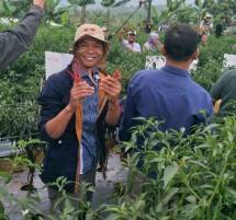 Cianjur Sebagai Penyangga Cabai Jabodetabek (Foto Dok Industry.co.id)