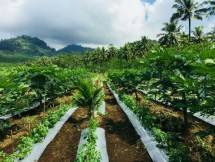 Kebun pepaya merah delima (Foto Dok Industry.co.id)