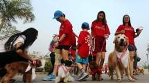 Perusahaan Nutrisi Hewan Royal Canin Sukses Selenggarakan Acara Dog Walk