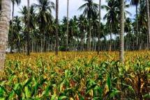 Kementan Realisasikan Desa Mandiri Benih Jagung