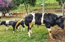 Sapi Belgian Blue (Foto Dok Industry.co.id)