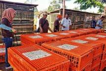Peternak Ayam (Foto Dok Industry.co.id)