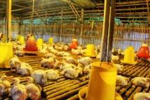 Ayam broiler