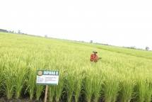 Itjen Kementan Awasi Program Pertanian dan Peternakan di Kabupaten Buton