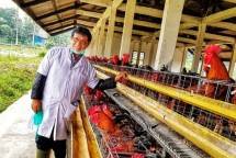 Ekspor telur tetas dan pedaging (Doc: Kementan)