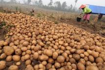 Kentang Garut Senilai Rp 340 Miliar Penuhi Pasar Singapura