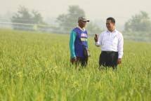 Mentan Amran Sulaiman di tengah sawah