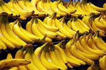 Pisang Jadi Komoditas Andalan Petani Lebak Banten