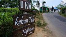 Perkebunan Teh Menoreh Kedatangan Guru Besar Korsel dan Kamboja