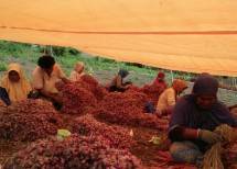 Petani sedang proses pasca panen bawang merah