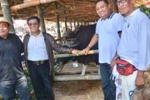 Dirjen Peternakan dan Kesehatan Hewan I Ketut Diarmita di kandang sapi Bali