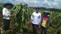 Petani buah naga di lahan gambut