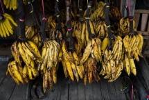 40 Ton Pisang Tanduk dan Pisang Kepok Penuhi Pasar Malaysia