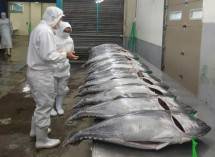 Perum Perindo Siap Serap 3.000 Ton Ikan dari Nelayan Petambak