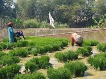 Petani sedang menanam padi