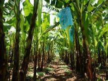 Perkebunan pohon pisang