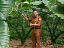 Kementan Rangsang Pengembangan &lsquo;Si Beneng&rsquo; Talas Asal Banten