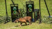 Ilustrasi Harimau